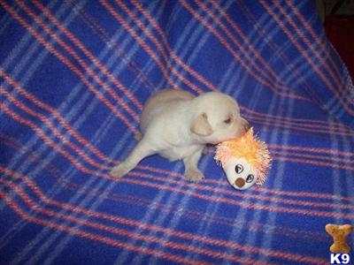 Small Dogs