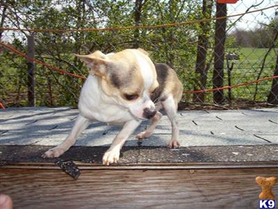 Stud Dogs - Chihuahua