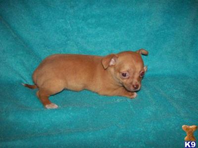 Chihuahua Puppies for Sale