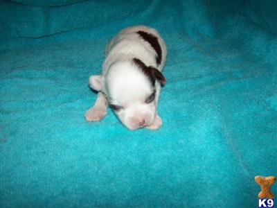 Chinese Crested Puppies for Sale