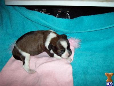 Chinese Crested Puppies for Sale