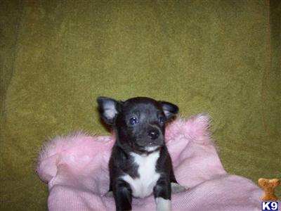 Chihuahua Puppies for Sale