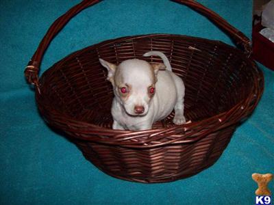 Chihuahua Puppies for Sale