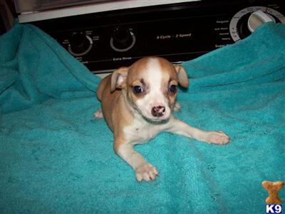 Chihuahua Puppies for Sale