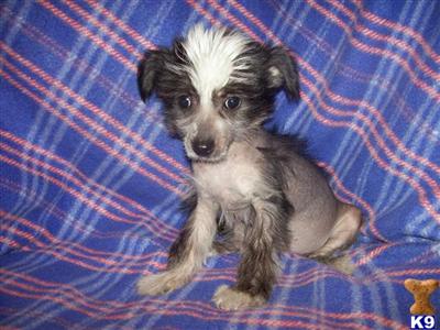 Chinese Crested Puppies for Sale