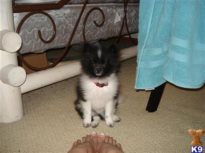 Stud Dogs - Pomeranian