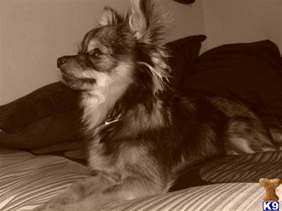 Stud Dogs - Chihuahua