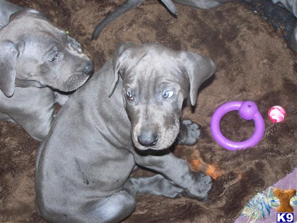 Puppies in Bellingham