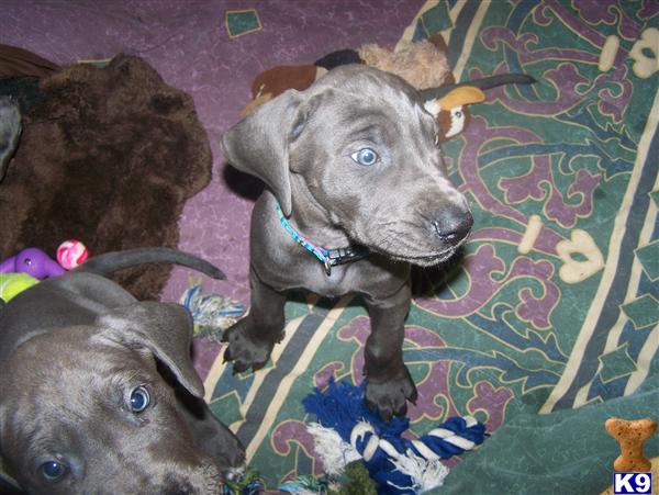 Puppies in Bellingham