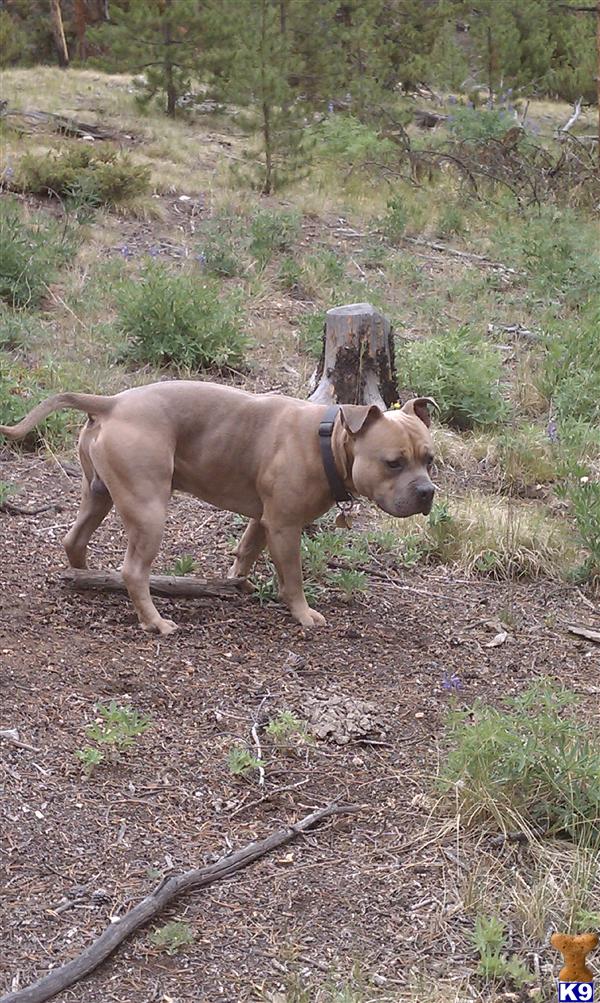 Stud Dogs - American Pit Bull