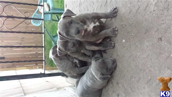 pitbull puppies for sale in mn american pit bull puppies for sale in minnesota pitbull puppies for sale in mn american pit bull puppies for sale in minnesota