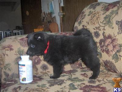 Schipperke Puppies for Sale