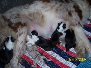 Puppies in KY