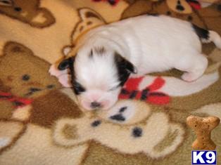 Puppies in KY