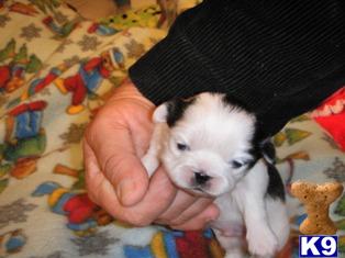Pekingese Puppies for Sale