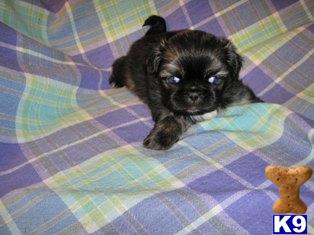 Pekingese Puppies for Sale