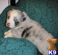 Australian Shepherd Puppies for Sale