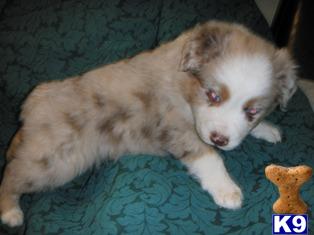 Australian Shepherd Puppies for Sale