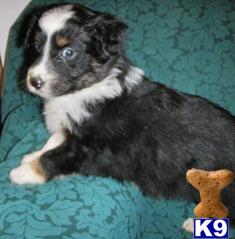 Australian Shepherd Puppies for Sale