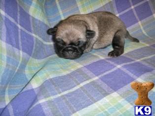Pug Puppies for Sale