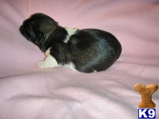 Pekingese Puppies for Sale