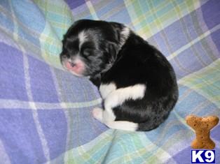 Pekingese Puppies for Sale