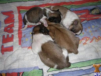Puppies in KY
