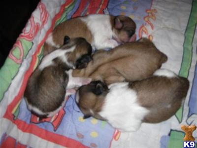 Puppies in KY