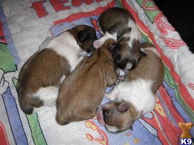 Puppies in KY