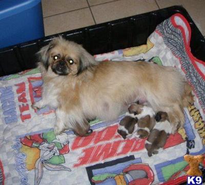 Puppies in KY