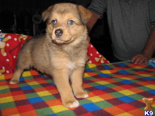 Puppies in Owingsville