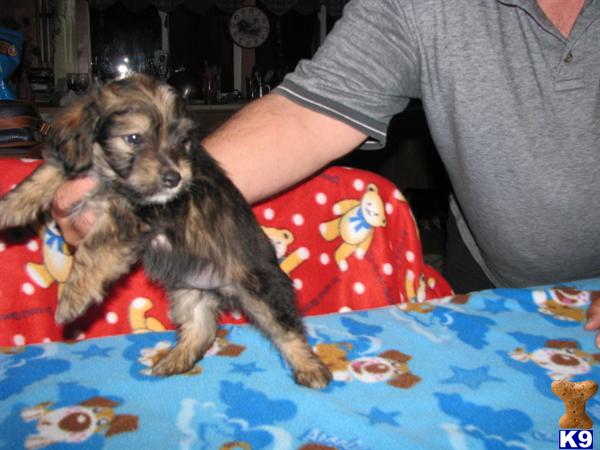 Puppies in Owingsville