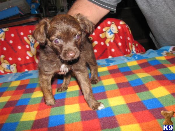 Puppies in Owingsville