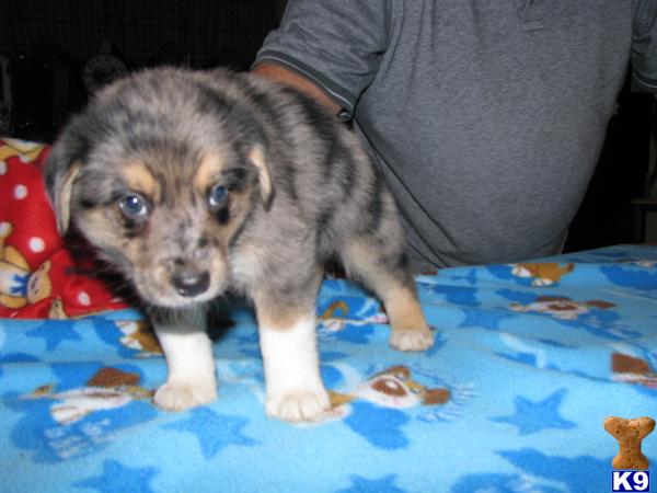 Puppies in Owingsville