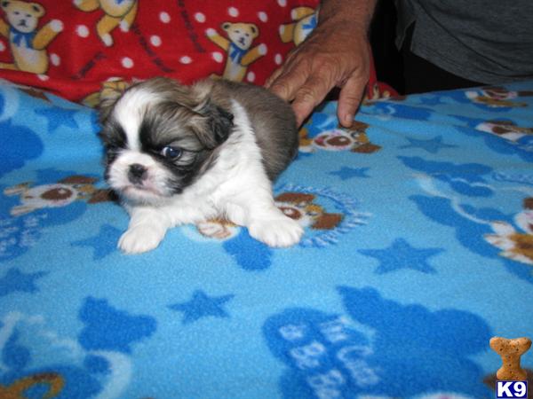 Puppies in Owingsville
