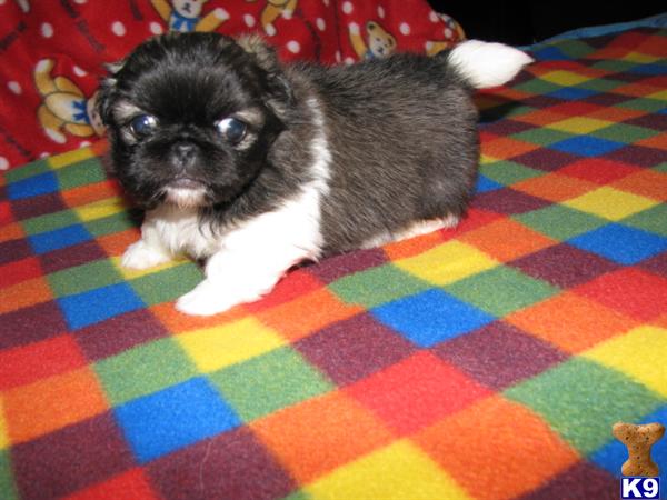 Puppies in Owingsville