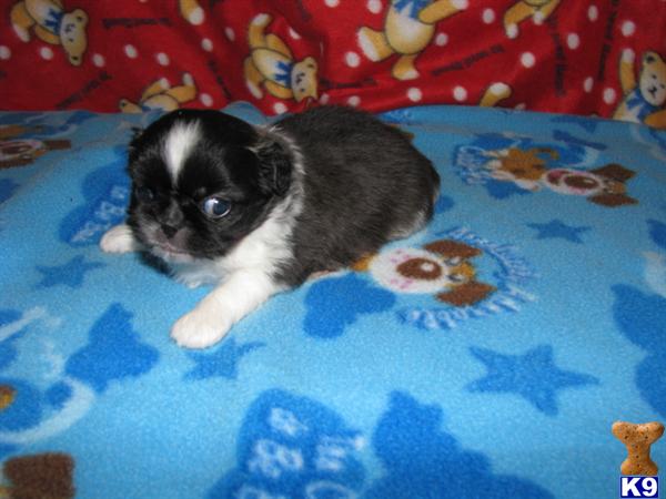 Puppies in Owingsville