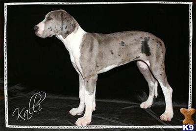 Great Dane Puppies in TX