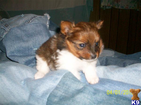 pomeranian puppies for sale in la miniature pomeranian puppies for sale in louisiana pomeranian puppies for sale in la miniature pomeranian puppies for sale in louisiana
