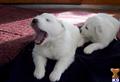 Great Pyrenees
