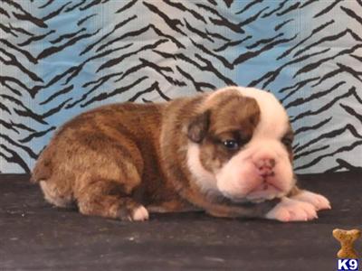 Puppies in KY
