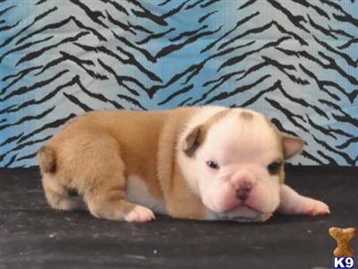 Bulldog Puppies for Sale