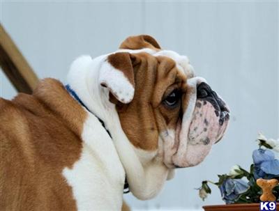 Stud Dog