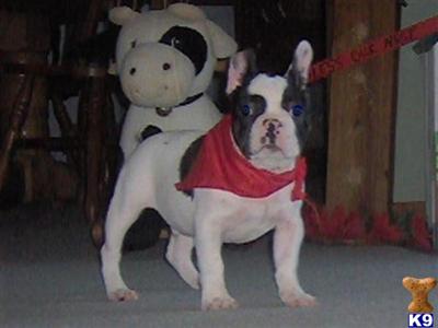 French Bulldog Puppies for Sale
