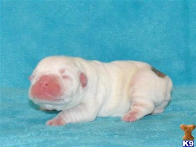 Bulldog Puppies for Sale