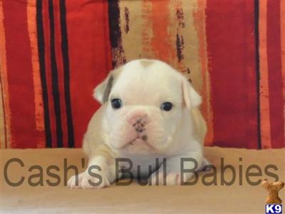 Bulldog Puppies for Sale