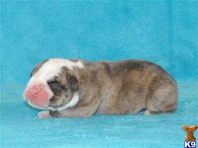 Puppies in KY