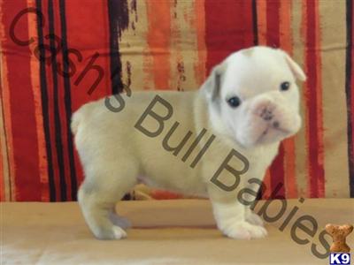 Puppies in KY