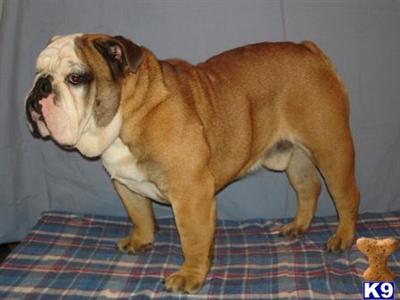 Stud Dogs - Bulldog