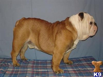 Stud Dogs - English Bulldog